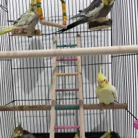 جفت عروس هلندی جوان به همراه جوجه|پرنده|شیروان (خراسان), |دیوار