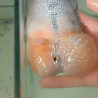 فلاور درجه ۱ با قیمت باور نکردنی