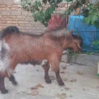 کره نر