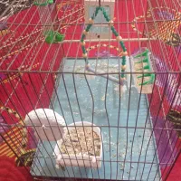 قفس عروس هلند