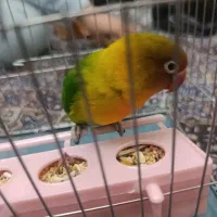 طوطی کوتوله