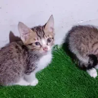 واگذاری بچه گربه