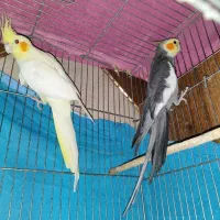 جفت عروس هلندی