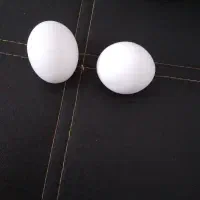تخم کبوترنطفه دار وبدون نطفه
