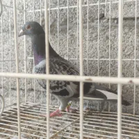 طوقی|پرنده|خورموج, |دیوار