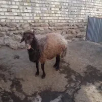 قوچ هترو