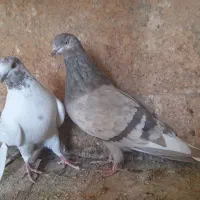 چاپی|پرنده|هیرمند, |دیوار