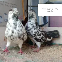 کبوتر اصیل ایرانی|پرنده|رشت, آتشگاه|دیوار