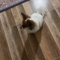 واگذاری سگ پامر اشپیتز|سگ|لنگرود, |دیوار