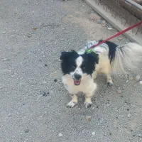 یه قلاده سگ