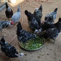 تخم مرغ گلین