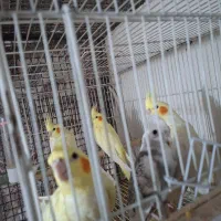 جوجه عروس هلندی|پرنده|ساری, |دیوار