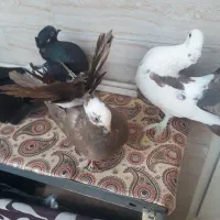 کبوتر دم چتری کاکلی پاپر|پرنده|تهران, پرستار|دیوار