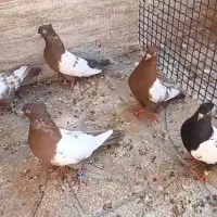 کفتر رنگه درشت|پرنده|فردوس (خراسان), |دیوار