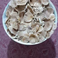 دارمیش کلیوی ۲۰۰