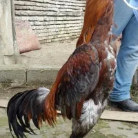 لاری بوقلمون دستگاه جوجه کشی