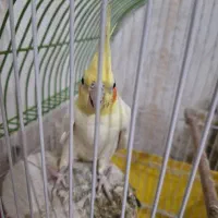 عروس هلندی