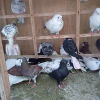 فروش کبوتر