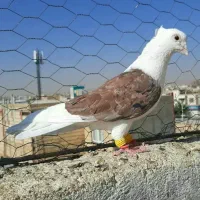 سه عدد پشتدار جوان نر بدون ایراد خوش استیل.|پرنده|قزوین, |دیوار