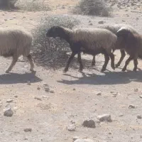 43راس شیشک|حیوانات مزرعه|فراشبند, |دیوار