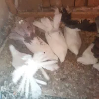 دمچتری اصل|پرنده|خمینی‌شهر, |دیوار