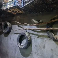 کفتر|پرنده|گتوند, |دیوار