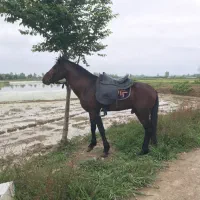 اجاره ساعتی اسب