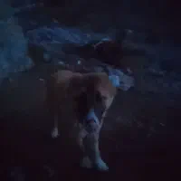 فروشی|سگ|بیرجند, |دیوار