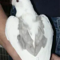 فروش انواع طوطی  عروس هلندی از نژاد های مختلف|پرنده|قروه, |دیوار