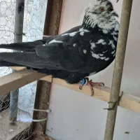 قاره کله ماستی