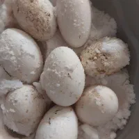 تخم غاز تازه