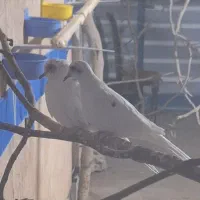 کبوتر الماسی