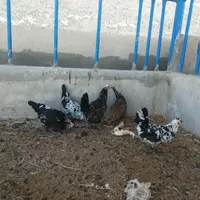 مرغ خروس گلین