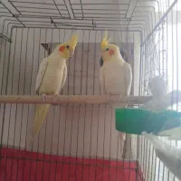 عروس هلندی لوتنیو