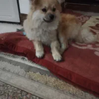 سگ پامرانین اصیل|سگ|تربتحیدریه, باغ سلطانی|دیوار