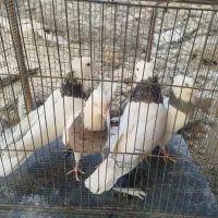کبوتر طوقی|پرنده|باغ بهادران, |دیوار