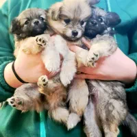 پامر پودل مالتیز تخفیف ویژه ولنتاینی