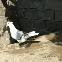 دوکت
