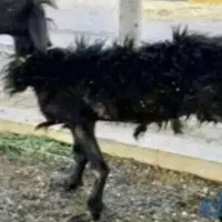 گوسفند پروار