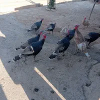 بوقلمون ماده