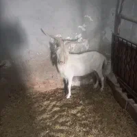 بز نر