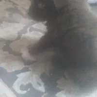توله سگ پا کوتاه