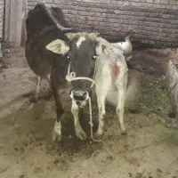 گاومحلی باگوساله