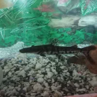 ماهی کت دراگون|ماهی|زابل, |دیوار