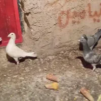 پلاکی جفتی کوهی و ابلغ