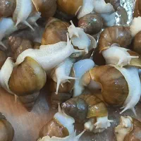 حلزون البینو وخاک کوکوپیت