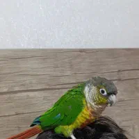 گرینچیک سخنگو نر|پرنده|رشت, کوی مهر|دیوار