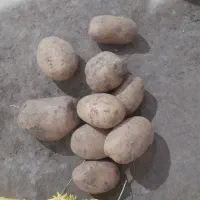 سیب زمینی صنعتی آگریا|خوردنی و آشامیدنی|ویلکیج, |دیوار