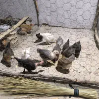 جوجه محلی|حیوانات مزرعه|لیکک, |دیوار