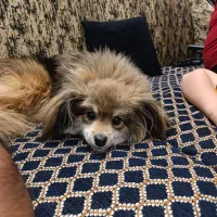 سگ پامر روباهی